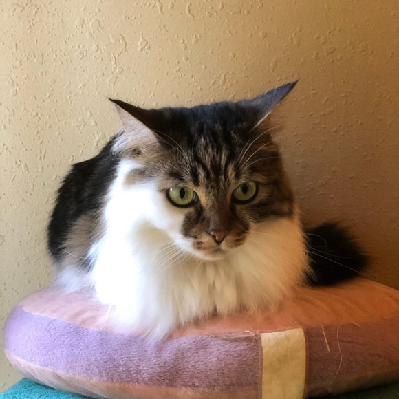 Meet your Posher, Shauna - Picture 1 of 1